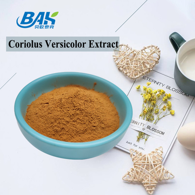 مکمل عصاره قارچ Coriolus Versicolor آلی پودر زرد قهوه ای