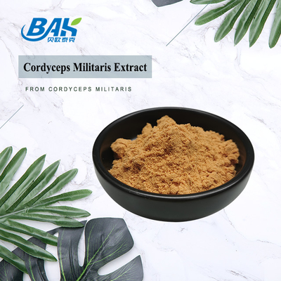 80 تا 120 ميش Cordyceps Militaris استخراج پودر کارخانه عرضه