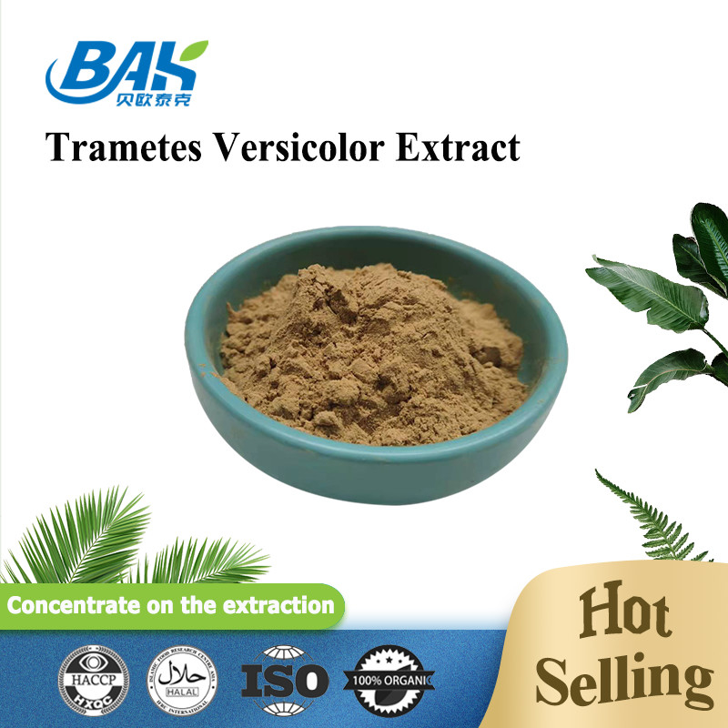 مکمل عصاره قارچ خوراکی عصاره Trametes Versicolor 10% - 50%