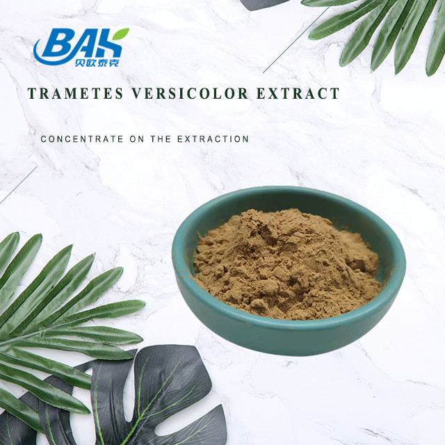 10٪ - 50٪ Trametes Versicolor Extract پودر مکمل عصاره قارچ
