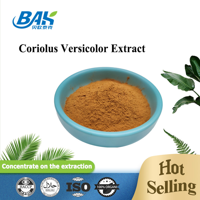 مکمل عصاره قارچ Coriolus Versicolor آلی پودر زرد قهوه ای